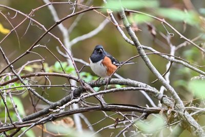 Eastern Towhee (male)