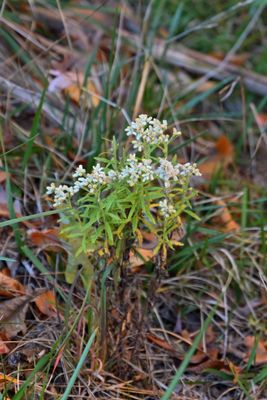 Pearly Everlasting