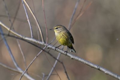 Palm Warbler