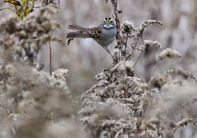 White-throated Sparrow