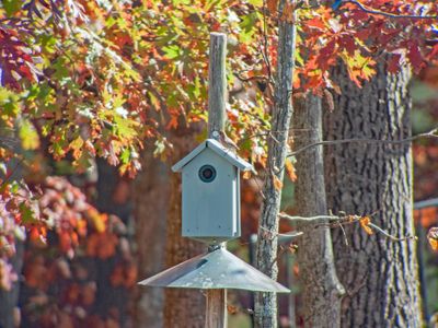 Bluebird Box Install