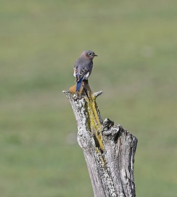 Eastern Bluebird