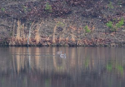 American Wigeon (pair)