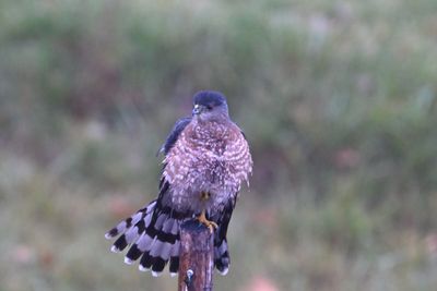 Cooper's Hawk