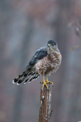 Cooper's Hawk