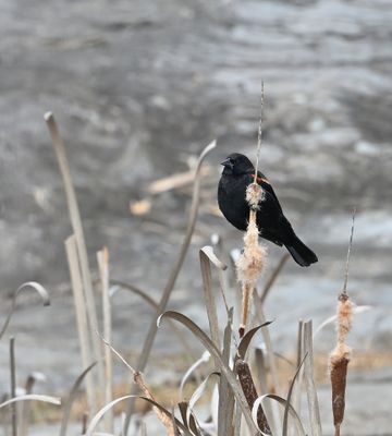 Red-winged Blackbird (M)