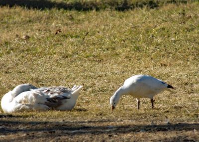 Ross's Goose on Right