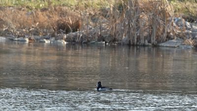 Ring-necked Duck (M)