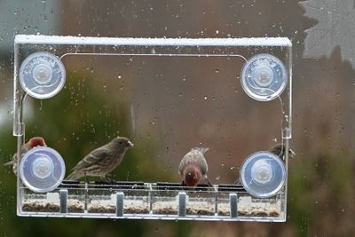 Window Feeder