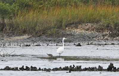 Red Knot & Great Egret