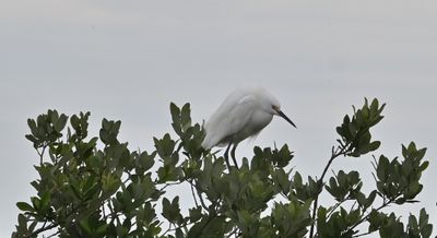 Snowy Egret