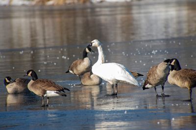 Tundra Swan