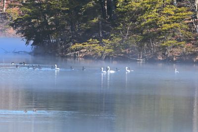 Tundra Swans