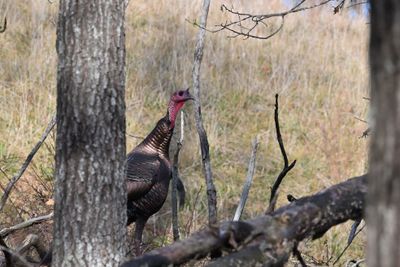 Wild Turkeys