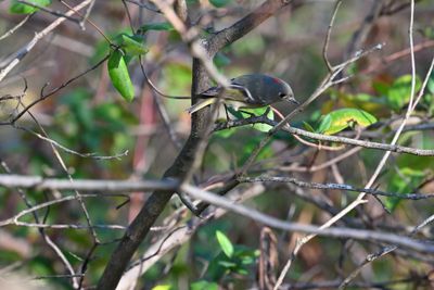 Ruby-crowned Kinglet