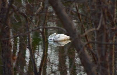 Tundra Swan