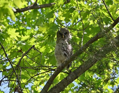 Barred Owl (Juvenile)