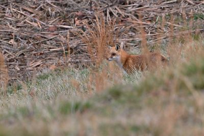 Red Fox (Female)