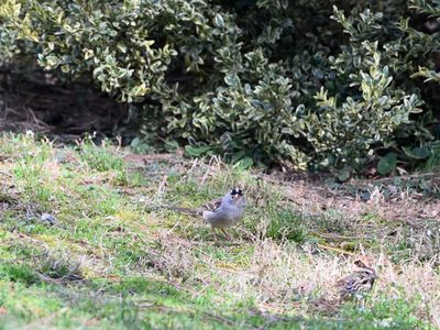 White-crowned Sparrow