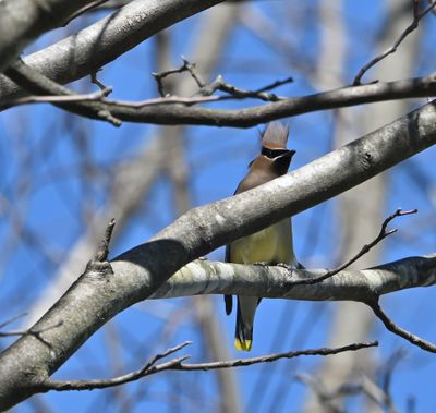 Cedar Waxwing