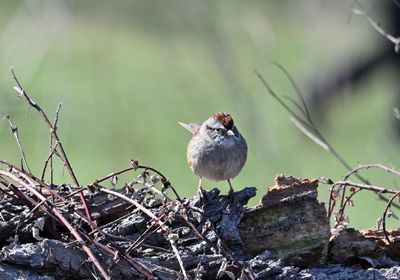 Swamp Sparrow