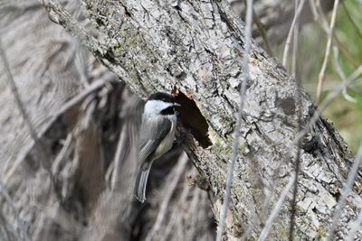 Carolina Chickadee (M)