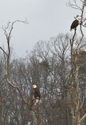 Pair of Bald Eagles