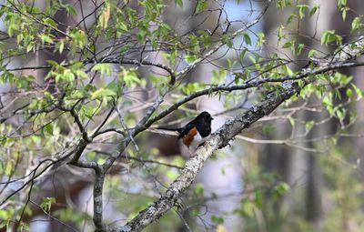 Eastern Towhee