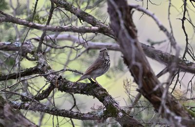 Hermit Thrush