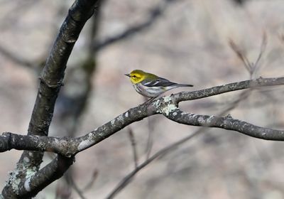 Birding in West Virginia