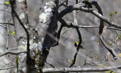 ^Black-throated Green Warblers