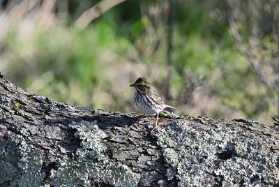 Savannah Sparrow