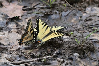 Eastern Tiger Swallowtails