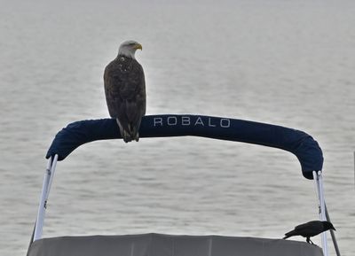 Bald Eagle