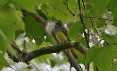 Great Crested Flycatcher Nest