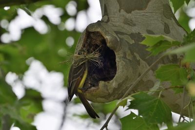Great Crested Flycatcher Nest