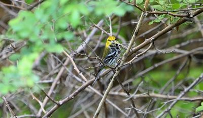 ^Black-throated Green Warblers
