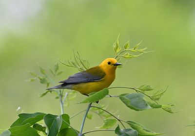 Wood-Warblers (New World Warblers)