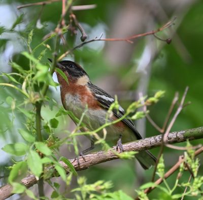 Bay-breasted Warbler (male)
