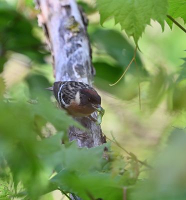 Bay-breasted Warbler (male)