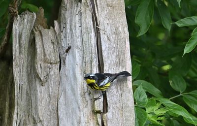 Magnolia Warbler (male)