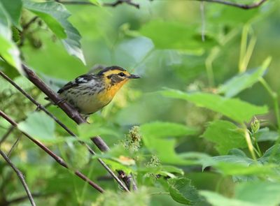 Blackburnian Warbler (male)