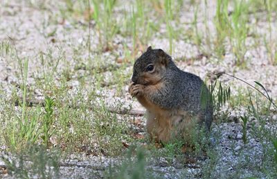 Squirrel, Marmot, or (?)