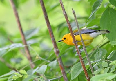 Prothonotary Warbler