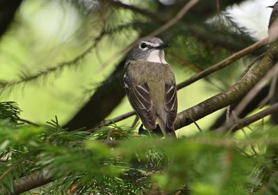 Blue-headed Vireo