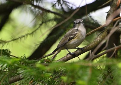 Blue-headed Vireo