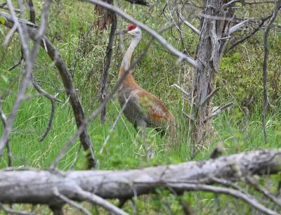 Sandhill Crane