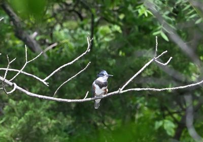 Belted Kingfisher (female)