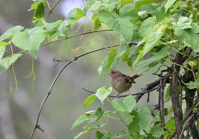 Juvenile Eastern Towhee