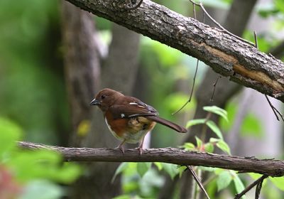 Eastern Towhee (female)